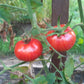 Dragon´s Eye DER TOMATENFLÜSTERER