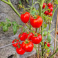 Dubok DER TOMATENFLÜSTERER