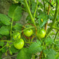 Dubok DER TOMATENFLÜSTERER