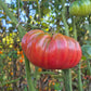 Dutchman DER TOMATENFLÜSTERER