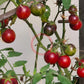 Dwarf Balkan Tiger DER TOMATENFLÜSTERER