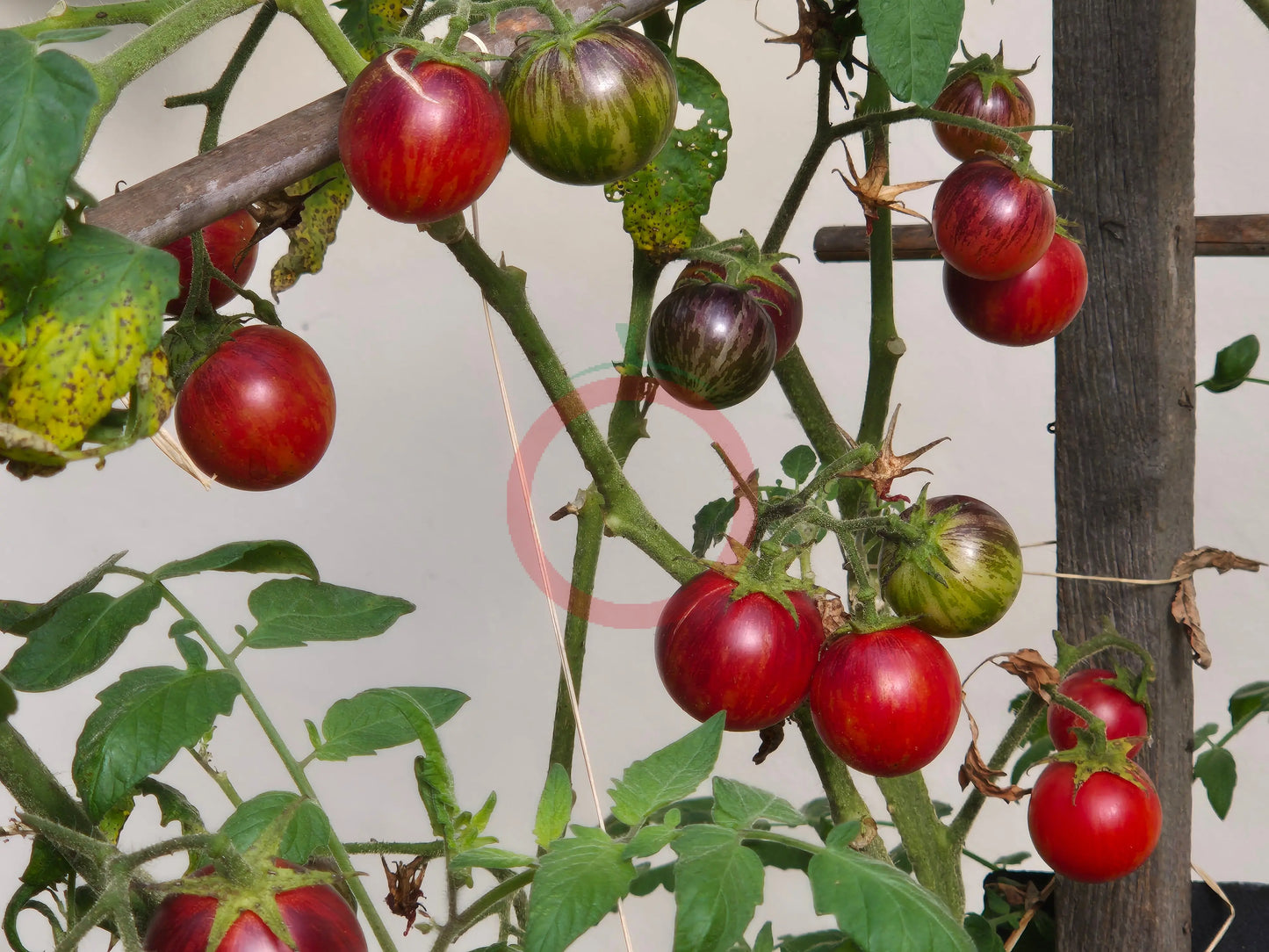 Dwarf Balkan Tiger DER TOMATENFLÜSTERER
