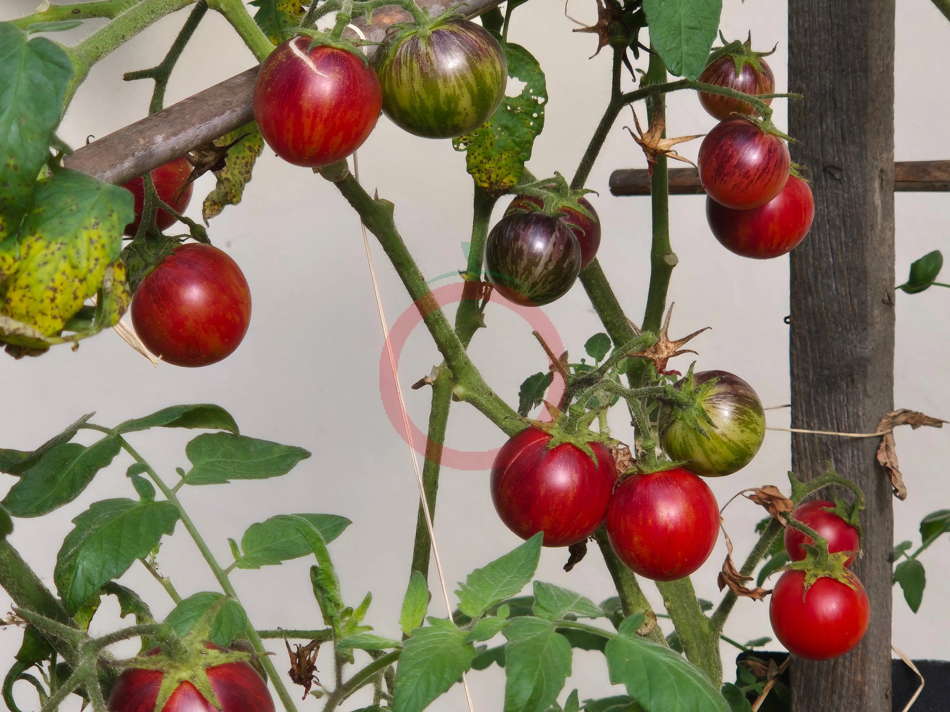 Dwarf Balkan Tiger DER TOMATENFLÜSTERER