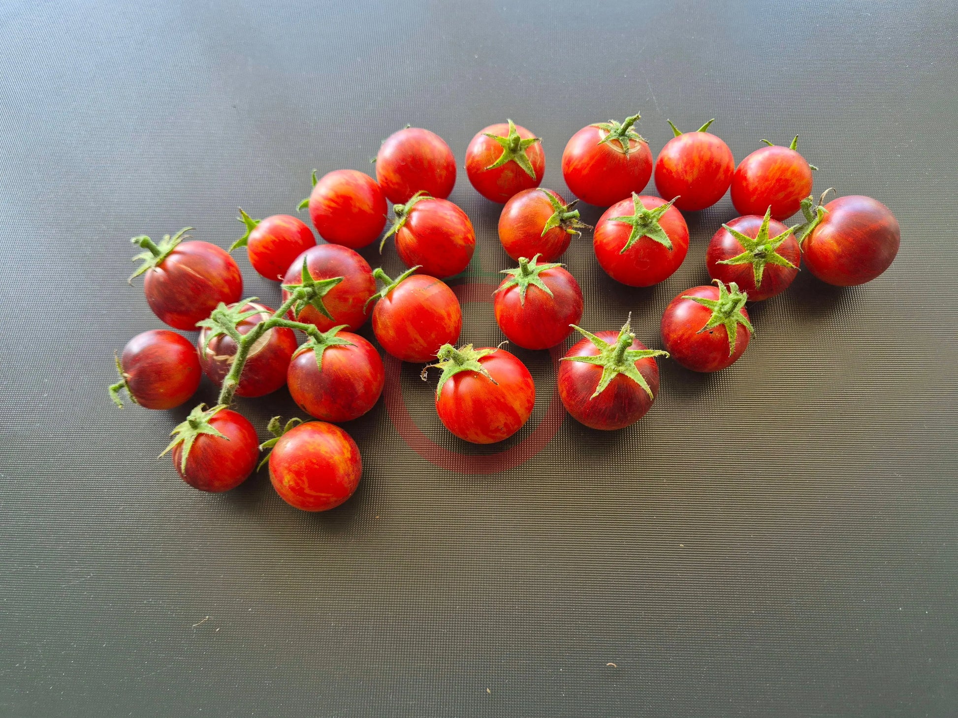 Dwarf Balkan Tiger DER TOMATENFLÜSTERER