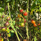 Dwarf Balkan Tiger DER TOMATENFLÜSTERER