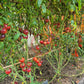 Dwarf Balkan Tiger DER TOMATENFLÜSTERER