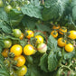 Dwarf Birdie Jaune DER TOMATENFLÜSTERER