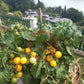 Dwarf Birdie Jaune DER TOMATENFLÜSTERER