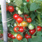 Dwarf Birdie Rouge DER TOMATENFLÜSTERER