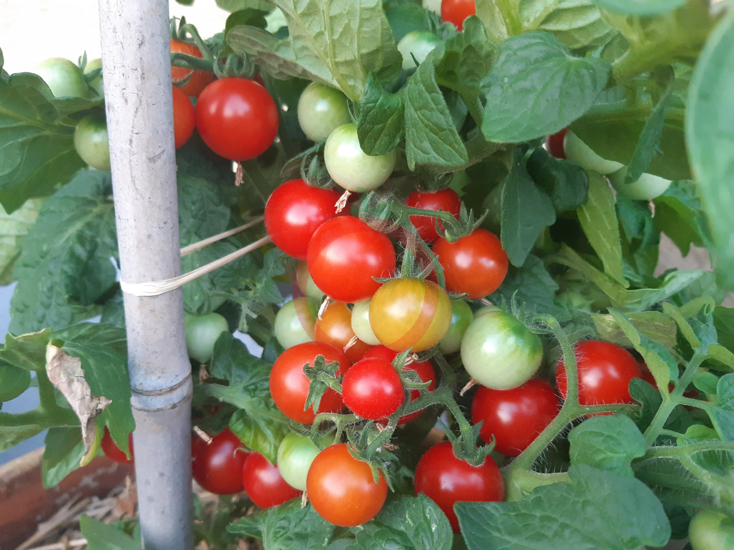 Dwarf Birdie Rouge DER TOMATENFLÜSTERER