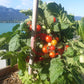 Dwarf Birdie Rouge DER TOMATENFLÜSTERER