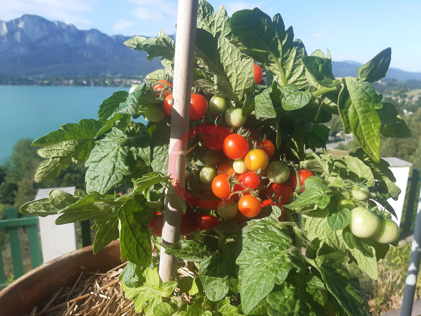 Dwarf Birdie Rouge DER TOMATENFLÜSTERER