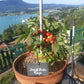 Dwarf Birdie Rouge DER TOMATENFLÜSTERER