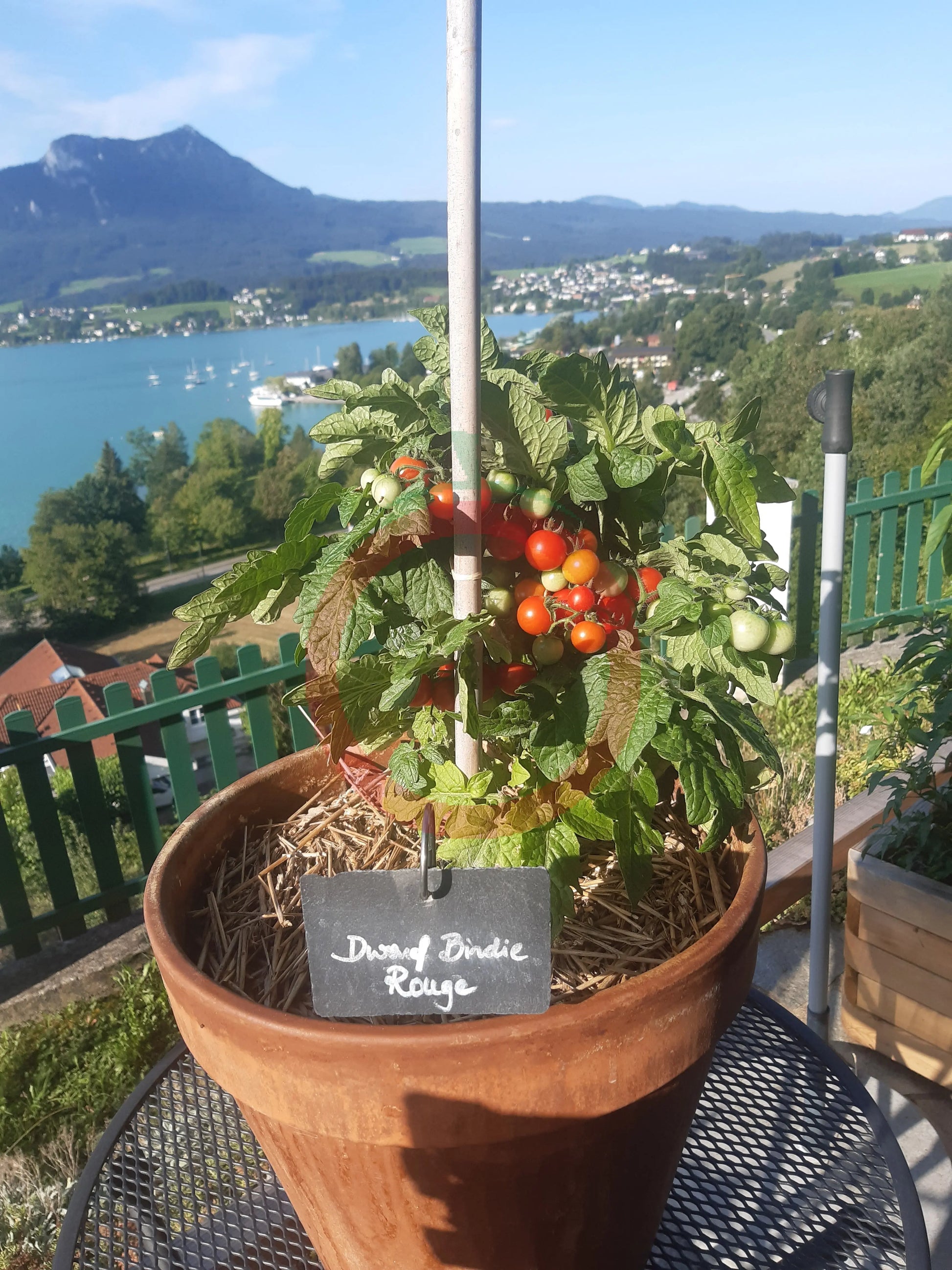 Dwarf Birdie Rouge DER TOMATENFLÜSTERER