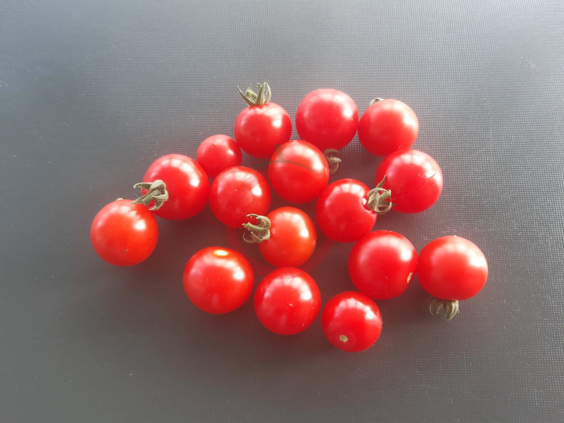Dwarf Birdie Rouge DER TOMATENFLÜSTERER
