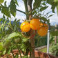 Dwarf Eagle Smiley DER TOMATENFLÜSTERER