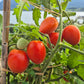 Dwarf Furry Bumblebee DER TOMATENFLÜSTERER