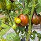 Dwarf Maritime Bells DER TOMATENFLÜSTERER