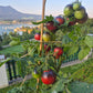 Dwarf Mocha Cherry DER TOMATENFLÜSTERER