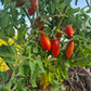 Dynamite Delight DER TOMATENFLÜSTERER