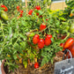 Dynamite Delight DER TOMATENFLÜSTERER