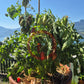 Dynamite Delight DER TOMATENFLÜSTERER