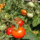 Early Bird DER TOMATENFLÜSTERER