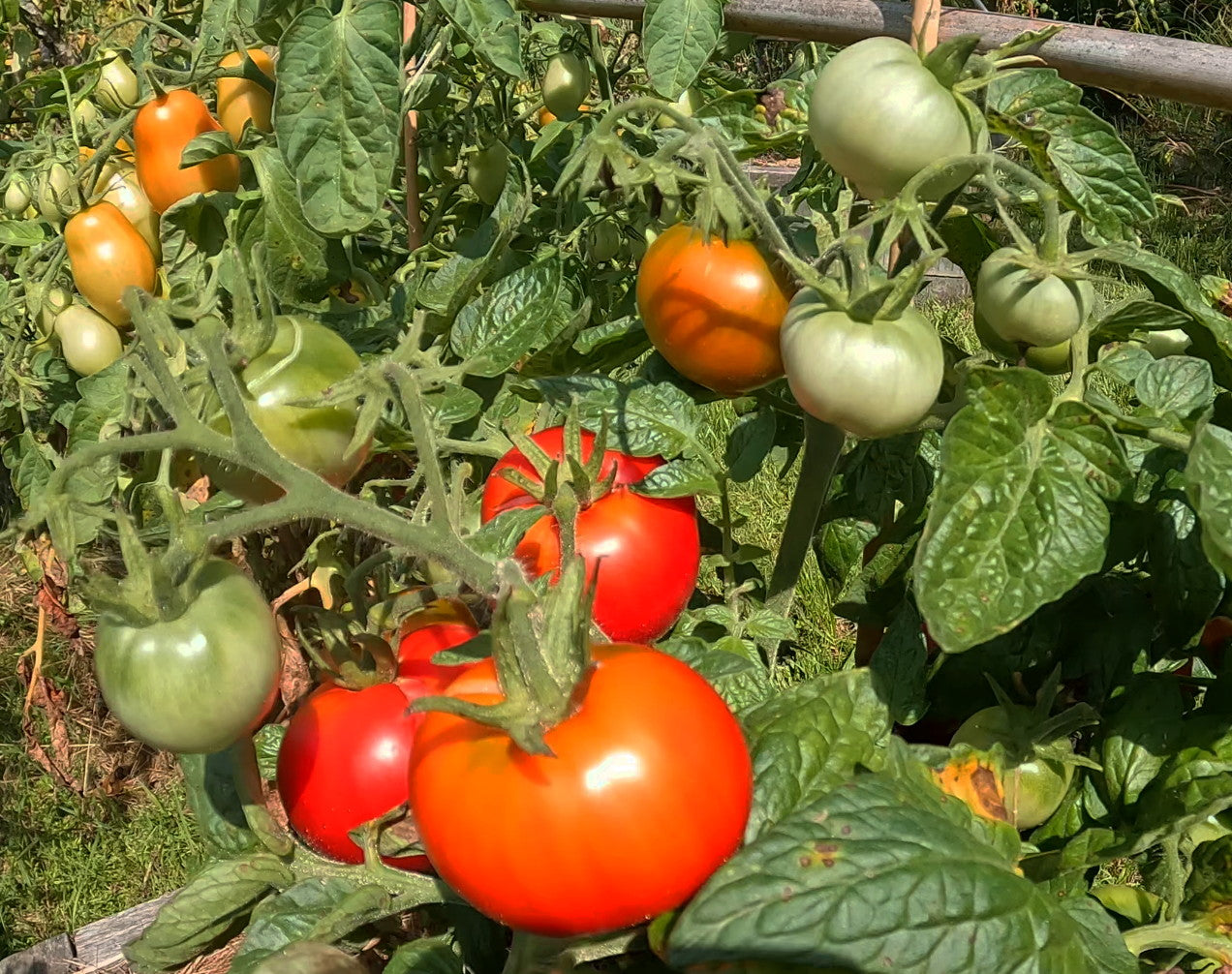 Early Bird DER TOMATENFLÜSTERER