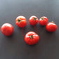 Early Bird DER TOMATENFLÜSTERER