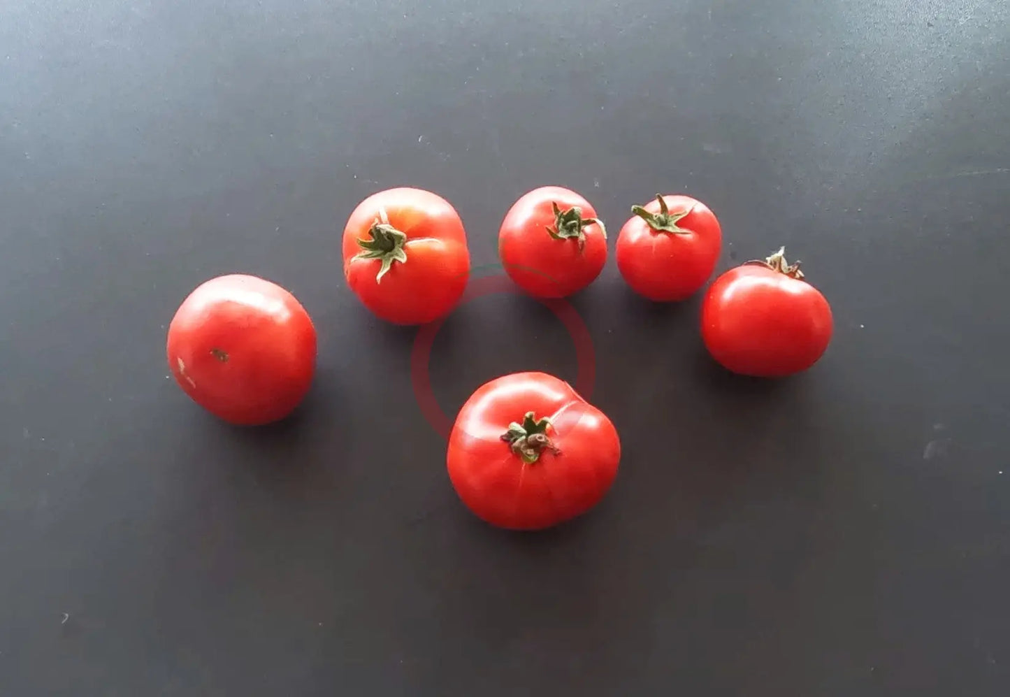 Early Bird DER TOMATENFLÜSTERER