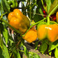 Early Sensation DER TOMATENFLÜSTERER