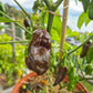 Ecuadorian Brown DER TOMATENFLÜSTERER