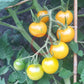 Egg Yolk DER TOMATENFLÜSTERER