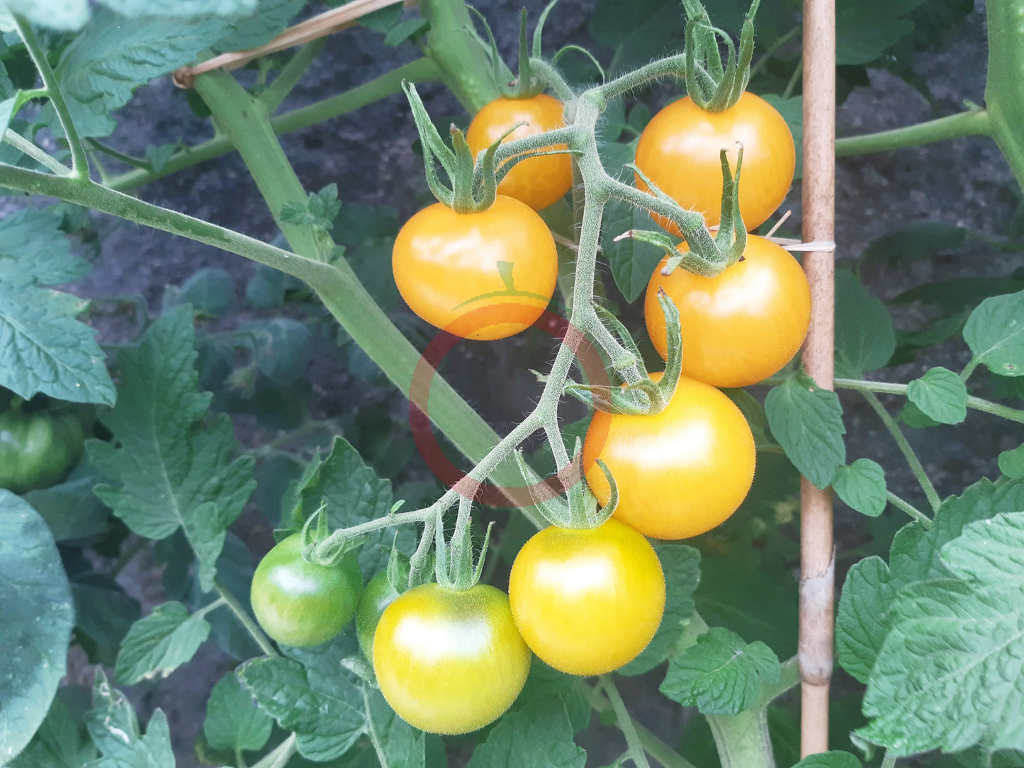 Egg Yolk DER TOMATENFLÜSTERER