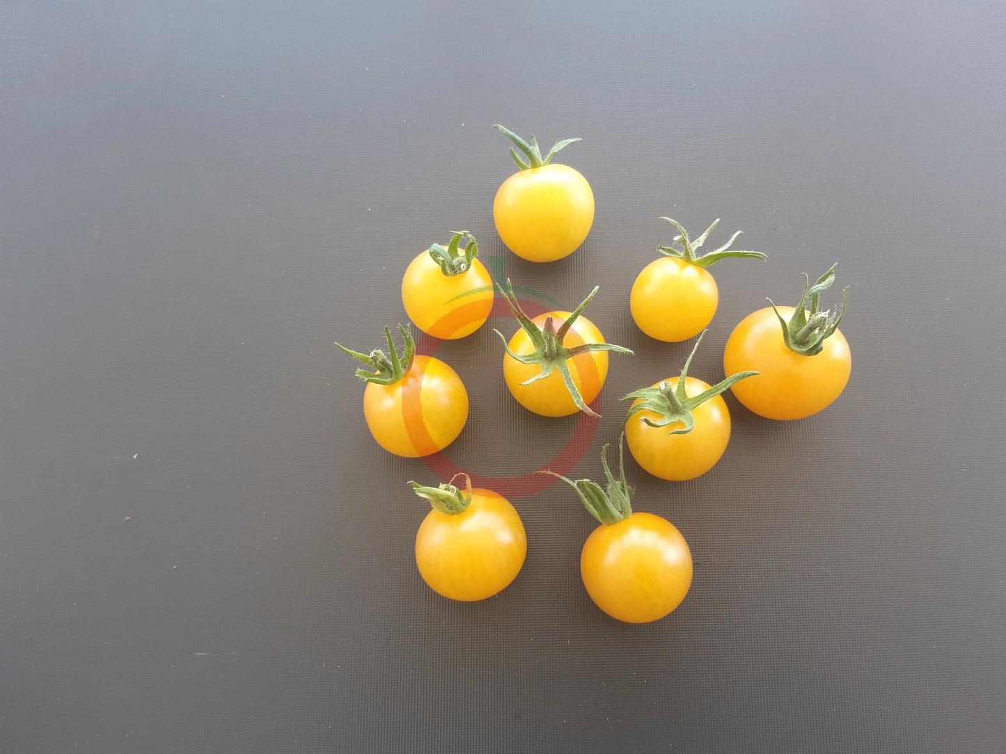 Egg Yolk DER TOMATENFLÜSTERER