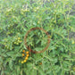 Egg Yolk DER TOMATENFLÜSTERER
