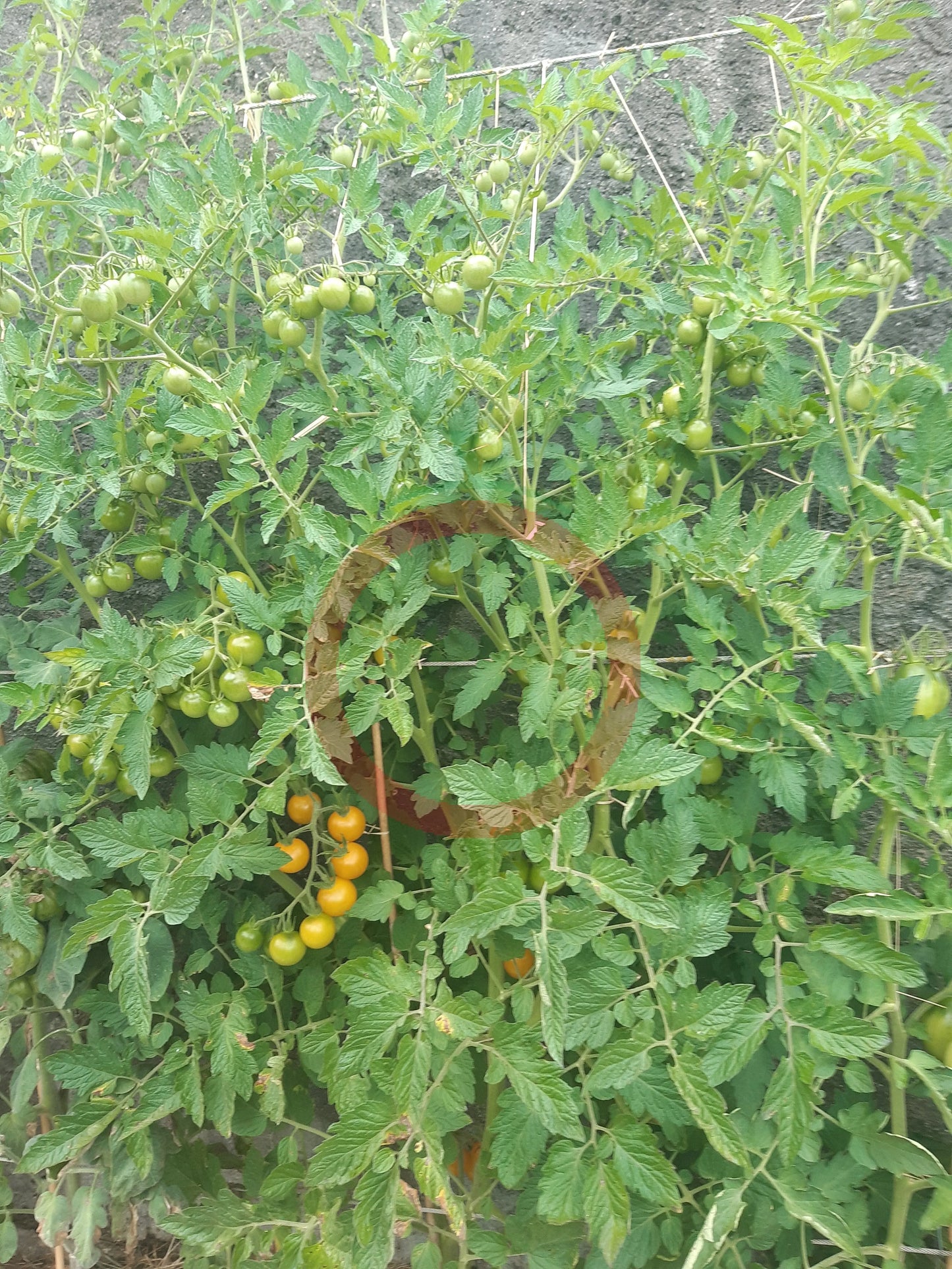 Egg Yolk DER TOMATENFLÜSTERER