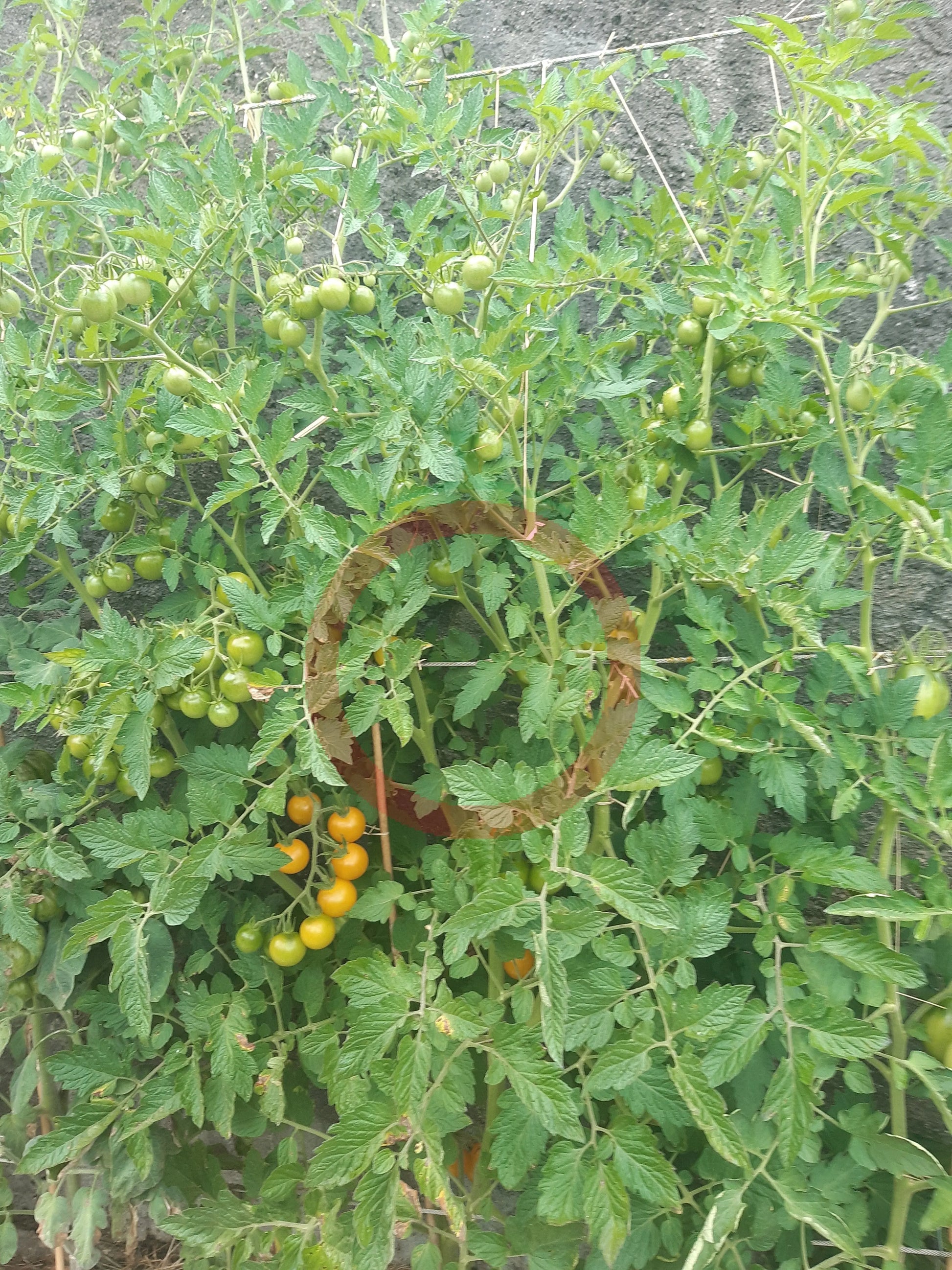 Egg Yolk DER TOMATENFLÜSTERER