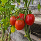 Egyptian DER TOMATENFLÜSTERER