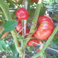 El Amar DER TOMATENFLÜSTERER