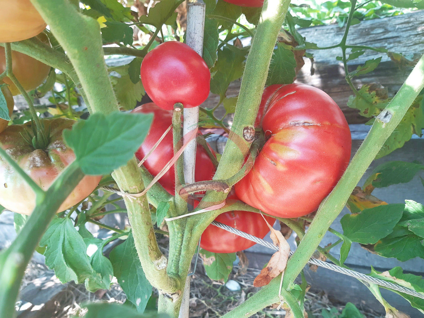 El Amar DER TOMATENFLÜSTERER