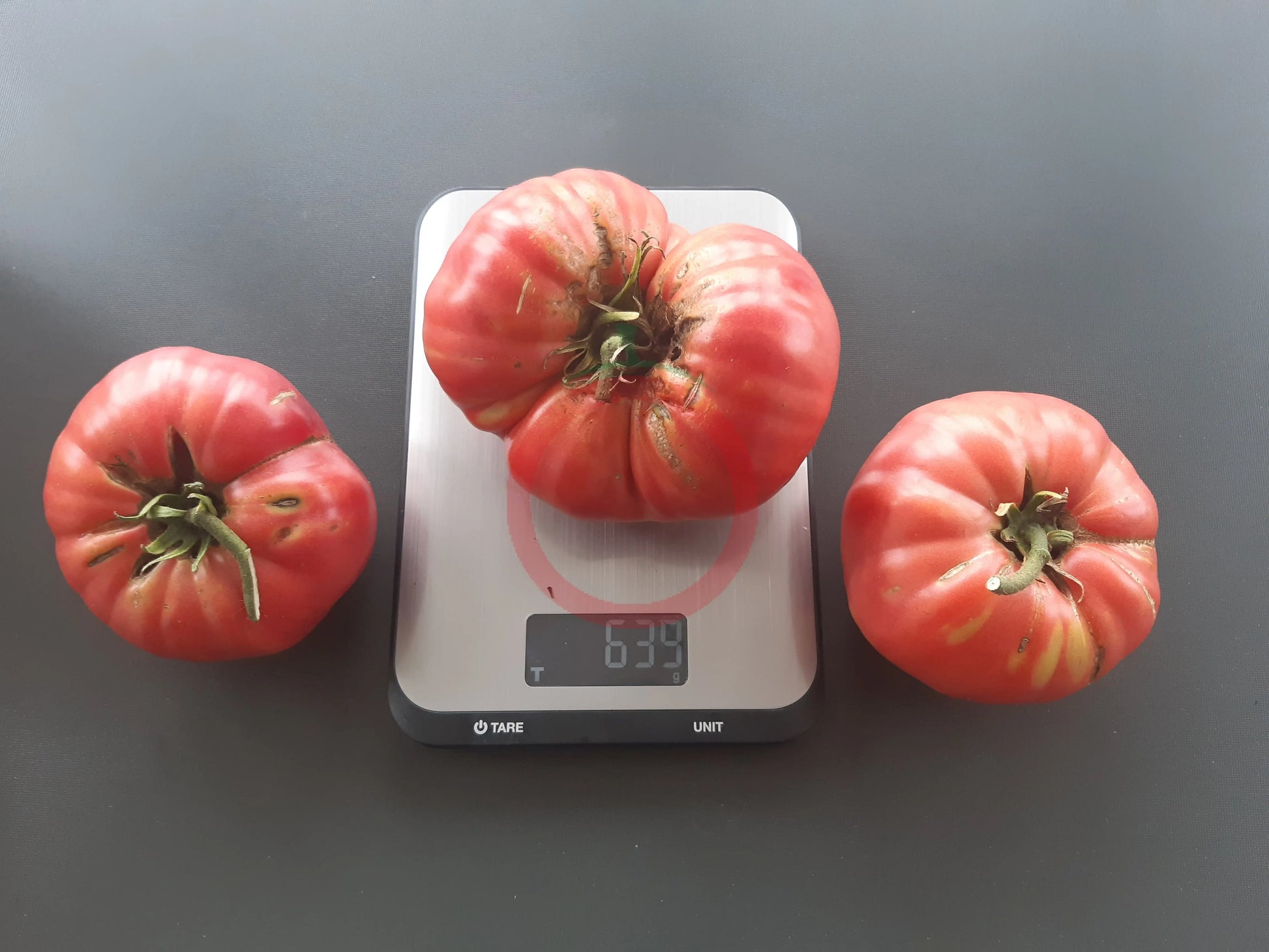 El Amar DER TOMATENFLÜSTERER