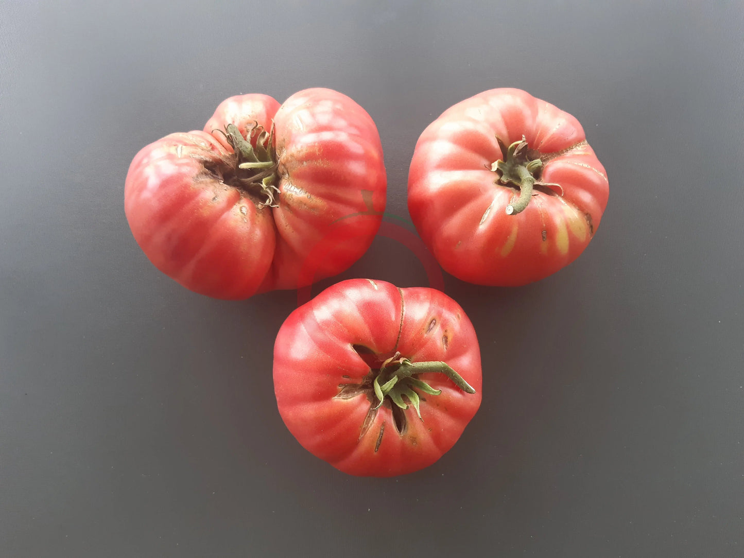 El Amar DER TOMATENFLÜSTERER