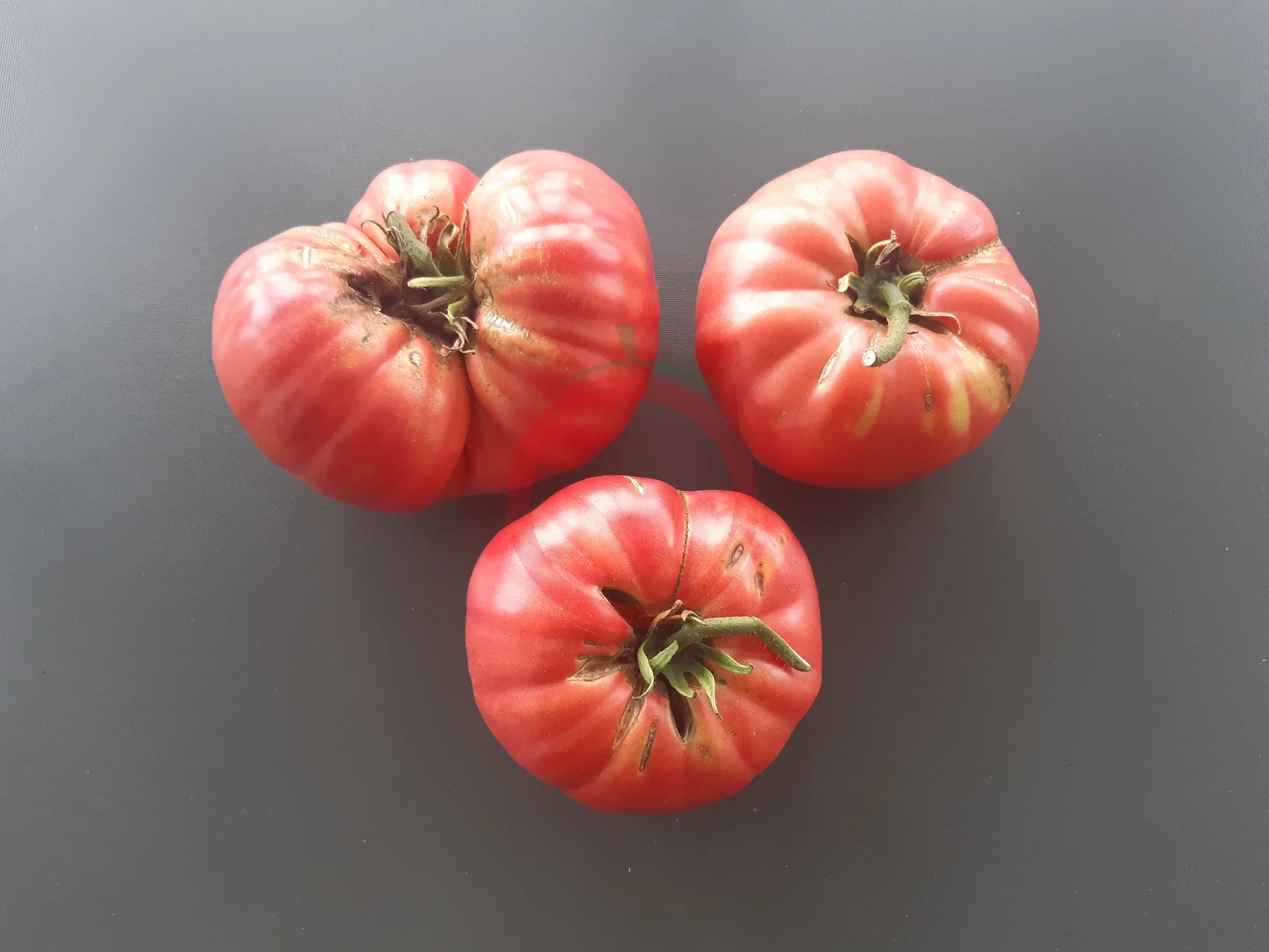 El Amar DER TOMATENFLÜSTERER