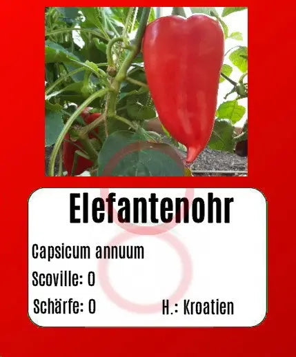 Elefantenohr DER TOMATENFLÜSTERER