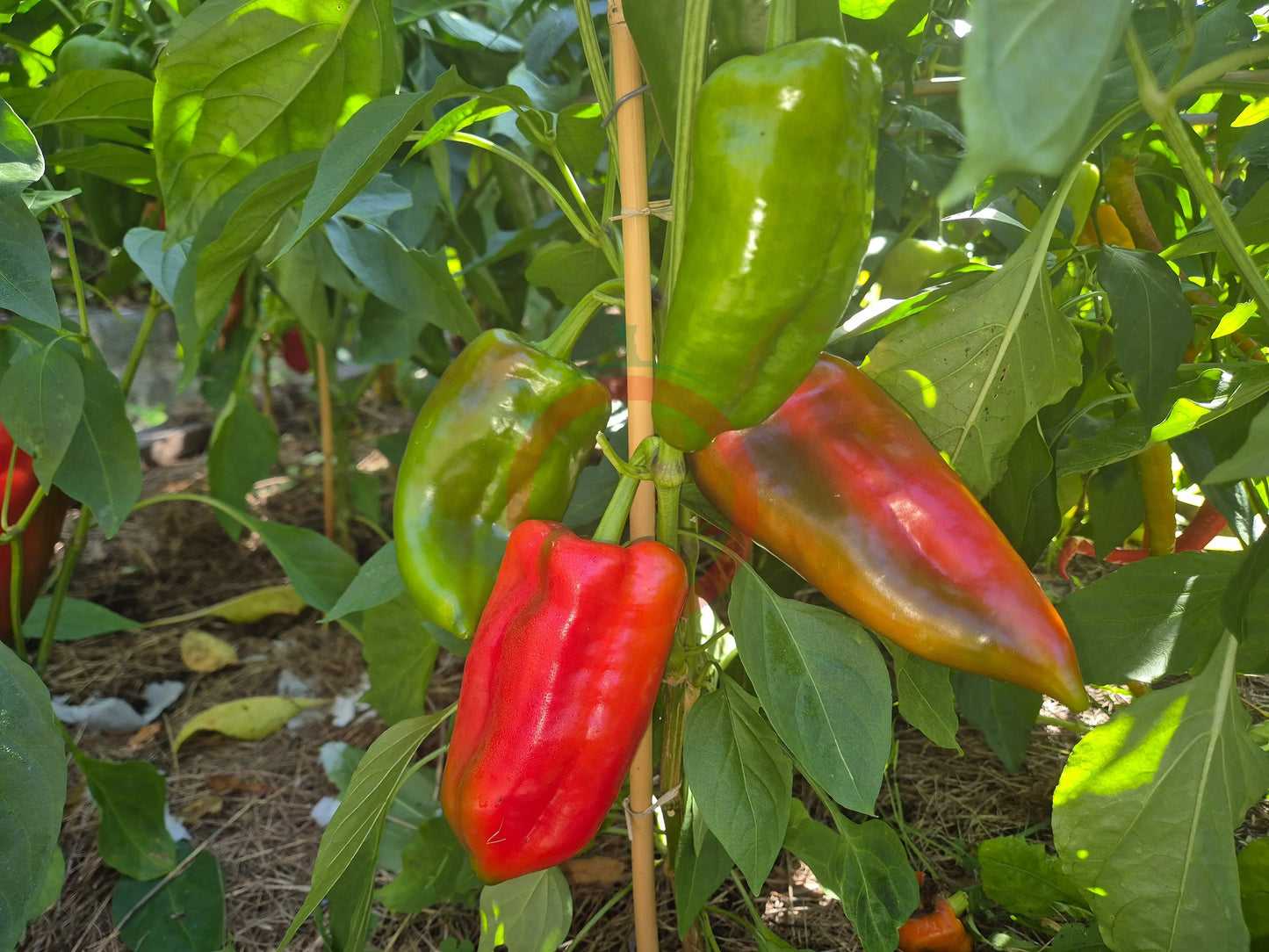 Elefantenohr DER TOMATENFLÜSTERER
