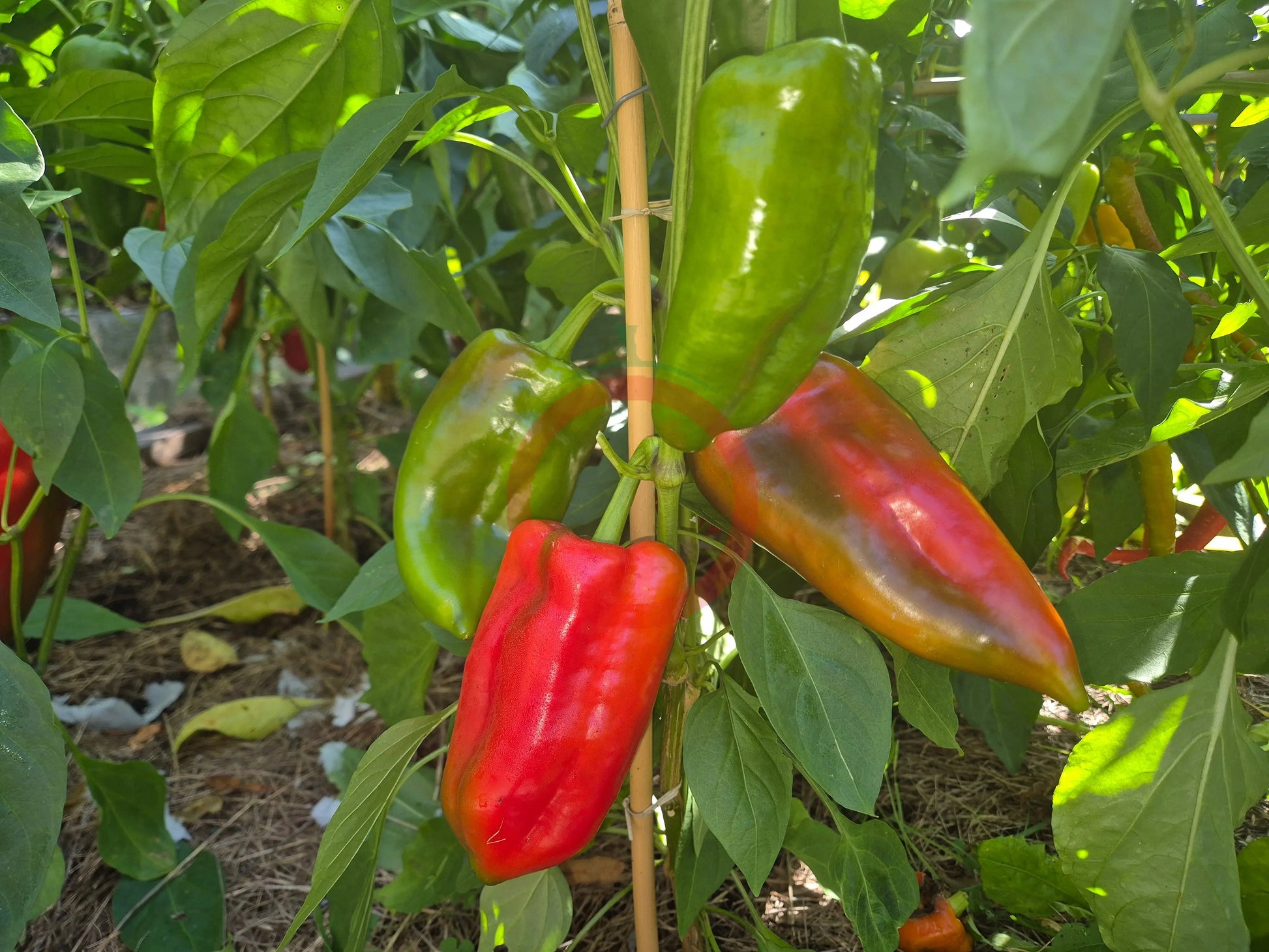 Elefantenohr DER TOMATENFLÜSTERER