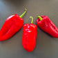 Elefantenohr DER TOMATENFLÜSTERER