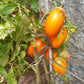 Elisey DER TOMATENFLÜSTERER