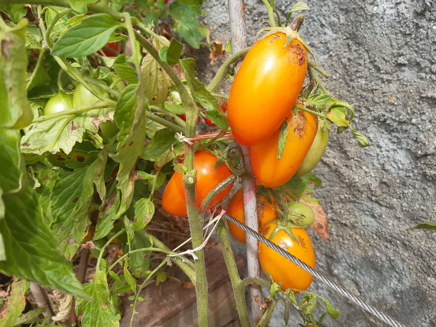 Elisey DER TOMATENFLÜSTERER